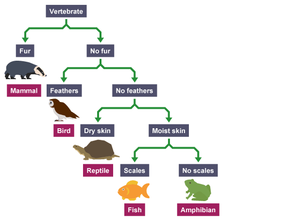 types-of-classification-keys-dynamic-education