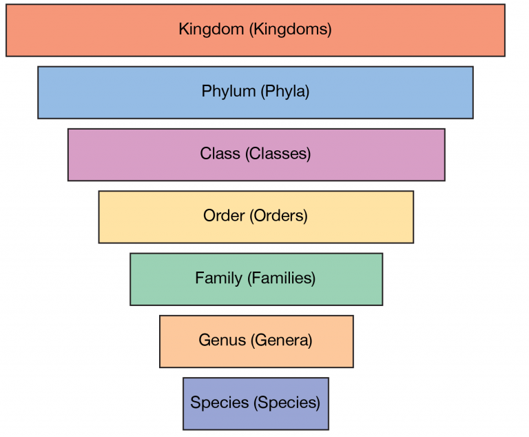 Scientific Names And Linnaean Taxonomy – Dynamic Education